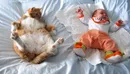 Взрослая кошка и маленький ребенок: Чего ждать и бояться?