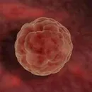 2 неделя беременности: Первый, и наиболее важный шаг