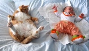 Взрослая кошка и маленький ребенок